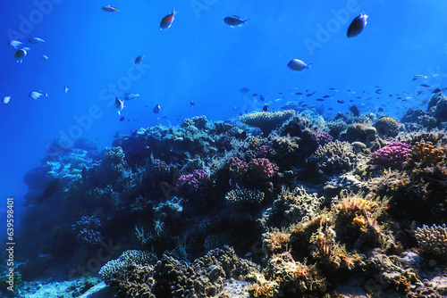 Underwater view of the coral reef, Tropical waters © allexxandarx