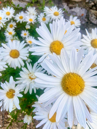 Close-up of chamomile flowers. 