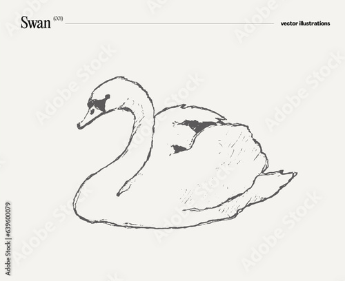 Swan bird realistic hand drawn, sketch