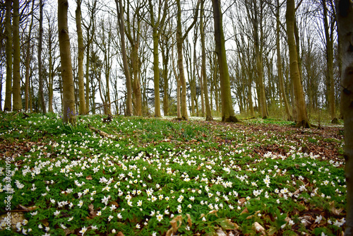 Beautiful white flowers with green leaves in the wood in spring season.