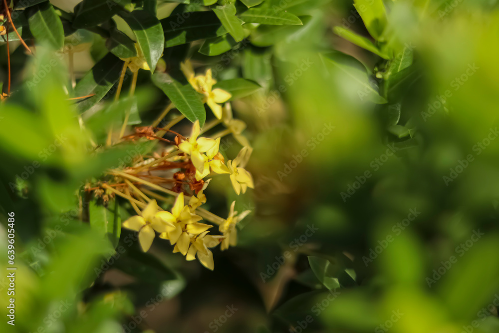 A close up photo of the Ixora flower or also called the Soka flower which has a beautiful yellow color. A close up photo of the Ixora flower or also called the Soka flower which has a beautiful yellow color.
