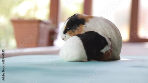 Adorable Newborn Guinea Pigs Just a Few Days Old Hiding Under Their Mother – Cute Baby Rodents in Cozy Moment
