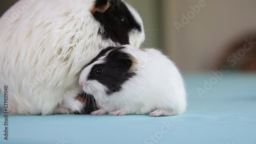 Newly born mother guinea pig. Breastfeeding her babies. She just gave birth; with her sweet and adorable puppies. The subject of love of animals and development in children. Guinea pig or guinea pig. 