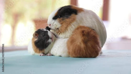 Adorable Newborn Guinea Pigs Just a Few Days Old Hiding Under Their Mother – Cute Baby Rodents in Cozy Moment