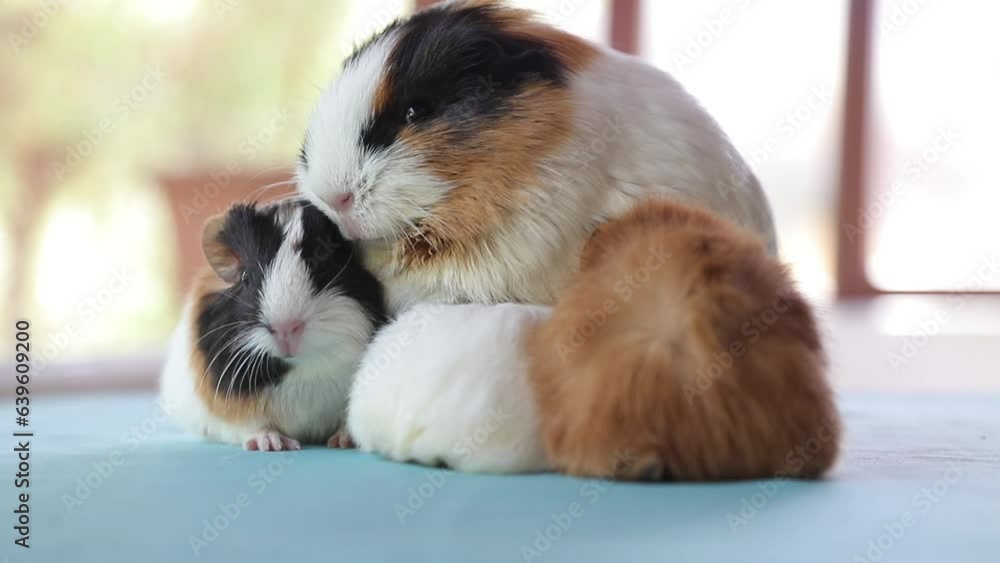 Picture Idea: Vidéo Stock Newly Born Mother Guinea Pig Breastfeeding Her Babies