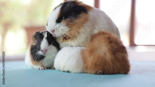 Newly born mother guinea pig. Breastfeeding her babies. She just gave birth; with her sweet and adorable puppies. The subject of love of animals and development in children. Guinea pig or guinea pig. 