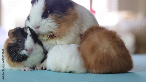 Adorable Newborn Guinea Pigs Just a Few Days Old Hiding Under Their Mother – Cute Baby Rodents in Cozy Moment