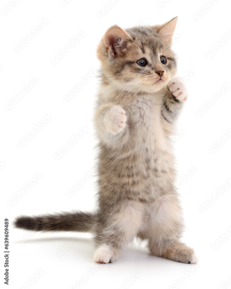 Obraz premium Kitten on white background.