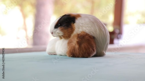 Newly born mother guinea pig. Breastfeeding her babies. She just gave birth; with her sweet and adorable puppies. The subject of love of animals and development in children. Guinea pig or guinea pig. 