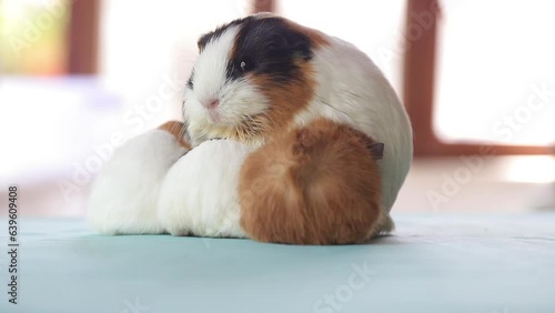 Newly born mother guinea pig. Breastfeeding her babies. She just gave birth; with her sweet and adorable puppies. The subject of love of animals and development in children. Guinea pig or guinea pig. 