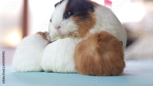 Newly born mother guinea pig. Breastfeeding her babies. She just gave birth; with her sweet and adorable puppies. The subject of love of animals and development in children. Guinea pig or guinea pig. 