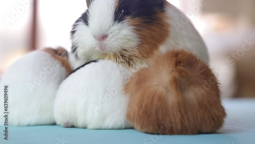 Newly born mother guinea pig. Breastfeeding her babies. She just gave birth; with her sweet and adorable puppies. The subject of love of animals and development in children. Guinea pig or guinea pig. 