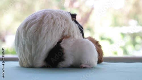 Adorable Newborn Guinea Pigs Just a Few Days Old Hiding Under Their Mother – Cute Baby Rodents in Cozy Moment