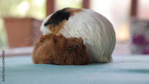 Adorable Newborn Guinea Pigs Just a Few Days Old Hiding Under Their Mother – Cute Baby Rodents in Cozy Moment