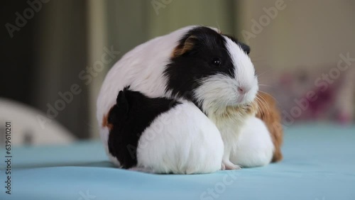 Adorable Newborn Guinea Pigs Just a Few Days Old Hiding Under Their Mother – Cute Baby Rodents in Cozy Moment