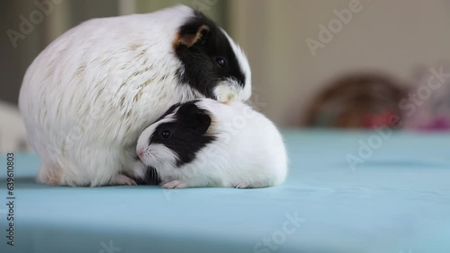 Newly born mother guinea pig. Breastfeeding her babies. She just gave birth; with her sweet and adorable puppies. The subject of love of animals and development in children. Guinea pig or guinea pig. 