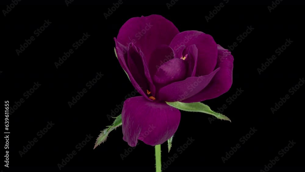 Beautiful purple rose opening on black background, close up. Beautiful purple rose opening on black background, close up.