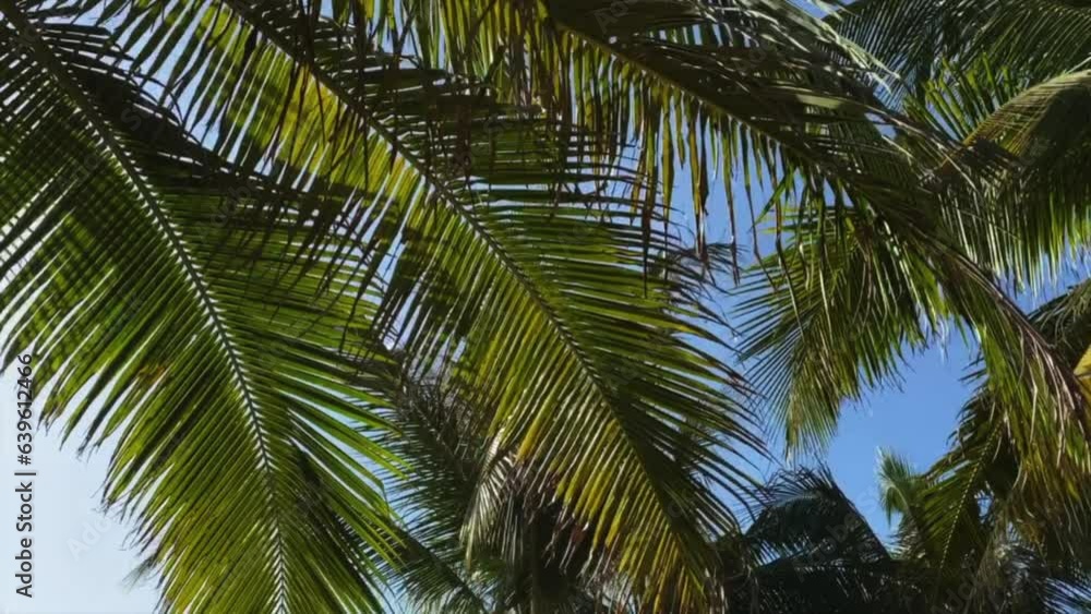 coconut palms in warm tropical country, tilt up view against clear blue sky, happy travel coconut palms in warm tropical country, tilt up view against clear blue sky, happy travel