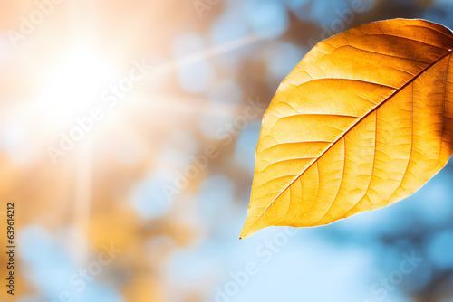 Sunny day golden automn light  falling leaves  and nature tones of autumn on blue sky background