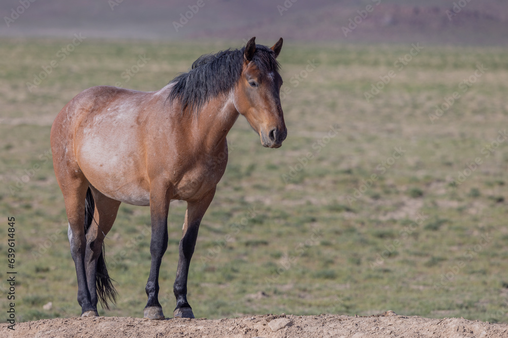Wild Horse in Springtime in the Utah Desert Wild Horse in Springtime in the Utah Desert