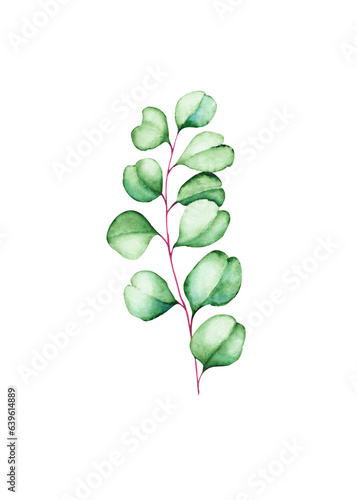 green eucalyptus branch  isolated on white background