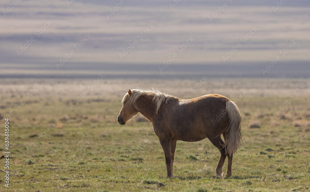 Wild Horse in Springtime in the Utah Desert Wild Horse in Springtime in the Utah Desert
