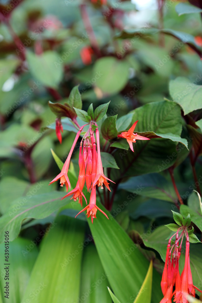 Closeup of Firecracker Fuchsia blooms, Derbyshire England
Closeup of Firecracker Fuchsia blooms, Derbyshire England