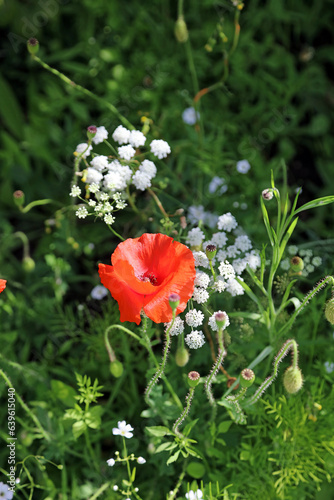 Closeup of a Poppy growing with False Bishop s Weed  Derbyshire England 