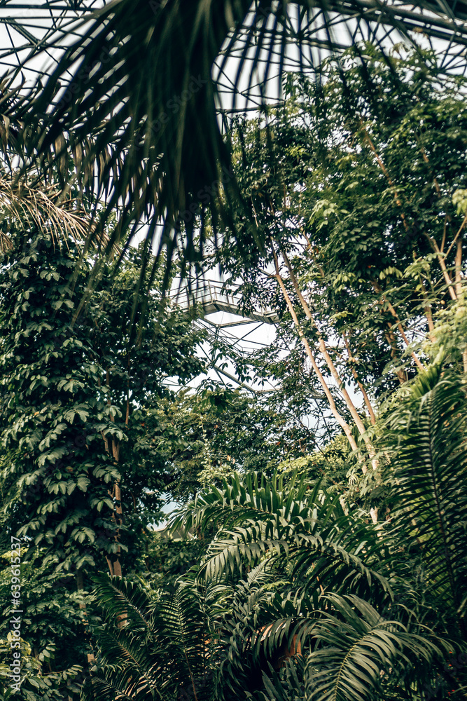 Obraz premium Plant life and trees inside the rainforest biome at the Eden Project in Cornwall, UK