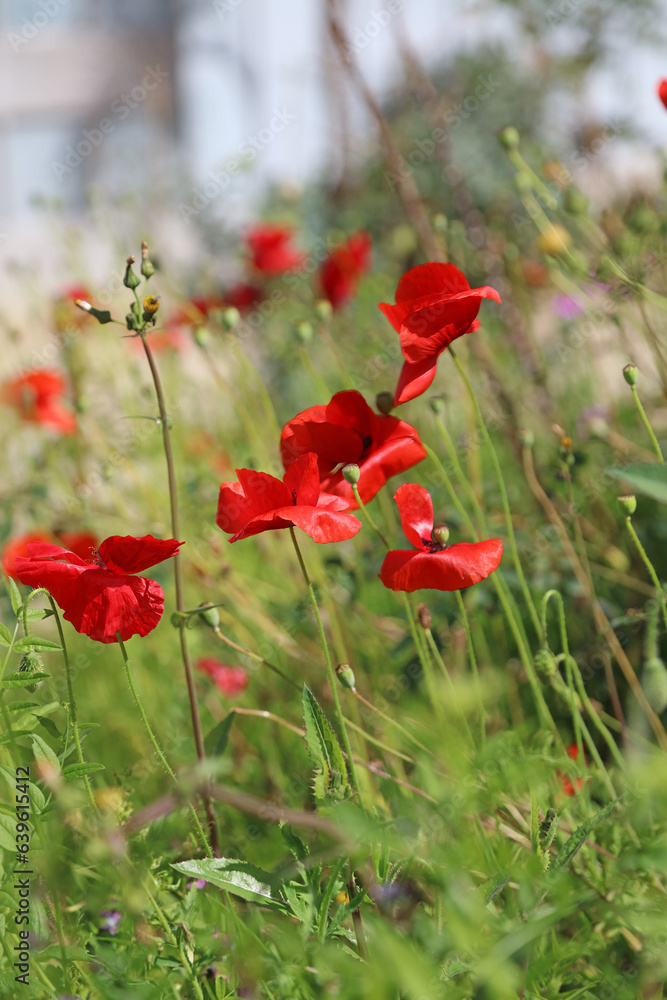 Obraz premium Sunlit Common Poppies, Derbyshire England 