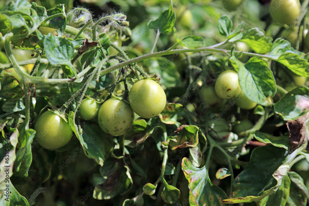 Tomatoes ripening in the sun, Derbyshire England
Tomatoes ripening in the sun, Derbyshire England