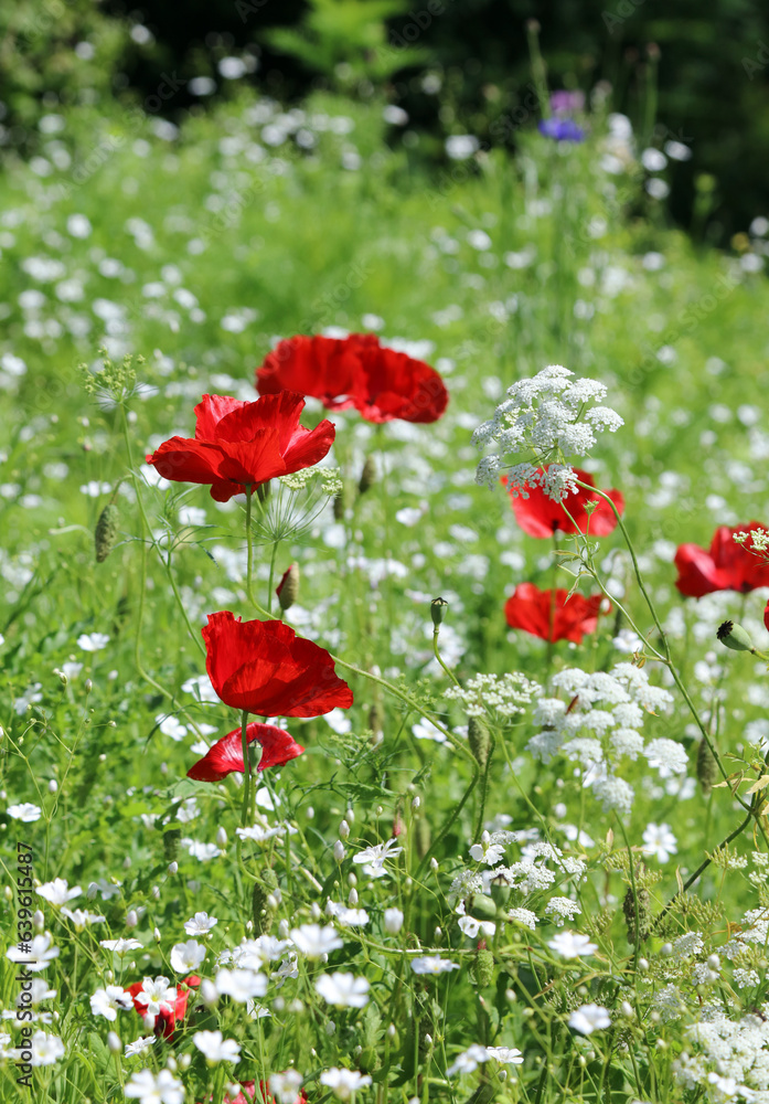 Obraz premium Sunlit Poppies growing among False Bishop's Weed blooms, Derbyshire England 