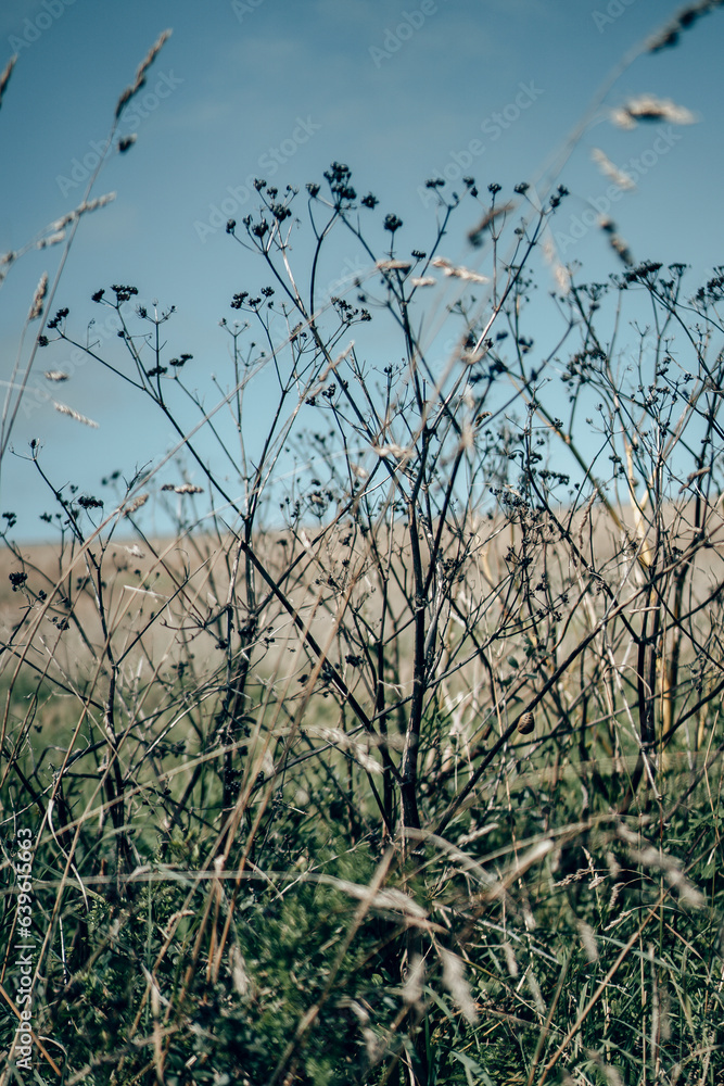 A close up of hedgerows and overgrowth in Cornwall, England in summer