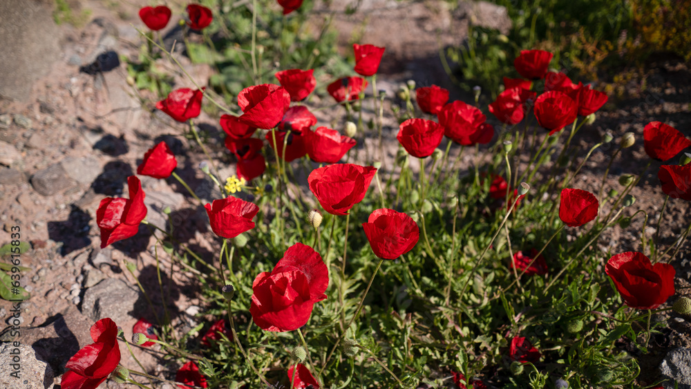 poppy flowers. Poppy flower field by the sea poppy flowers. Poppy flower field by the sea