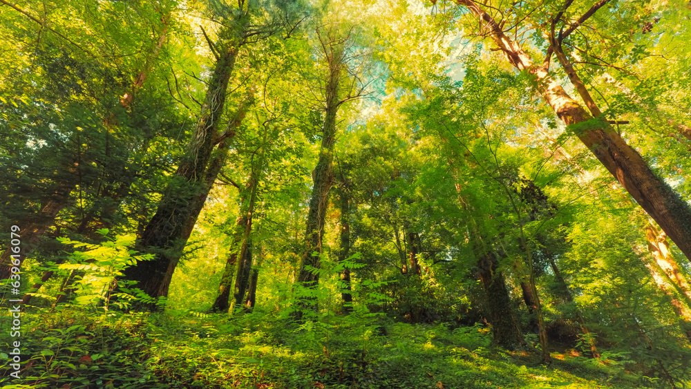 Movement Of Shadows On Ground. Beautiful Landscape. Bottom View Timelapse From Foliar Forest. Green Colors. Summer Deciduous Forest. Timelapse, Time-lapse.