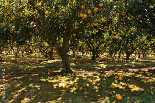 orange orchard photo