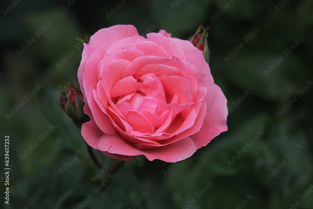 Rose, Rosenblüte, rot, Blüten, Blumen Rose, Rosenblüte, rot, Blüten, Blumen