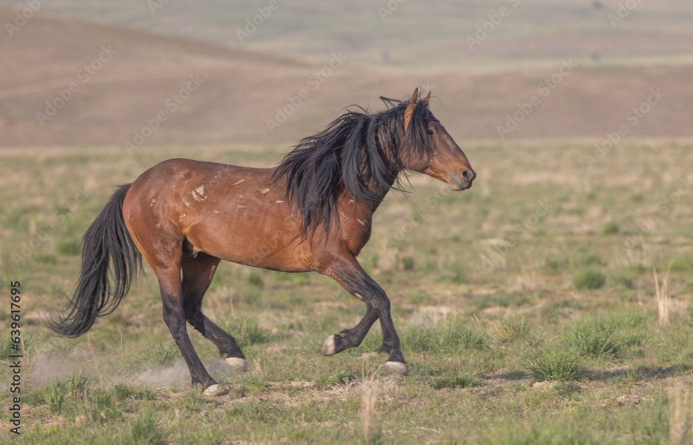 Obraz premium Wild Horse in Springtime in the Utah Desert
