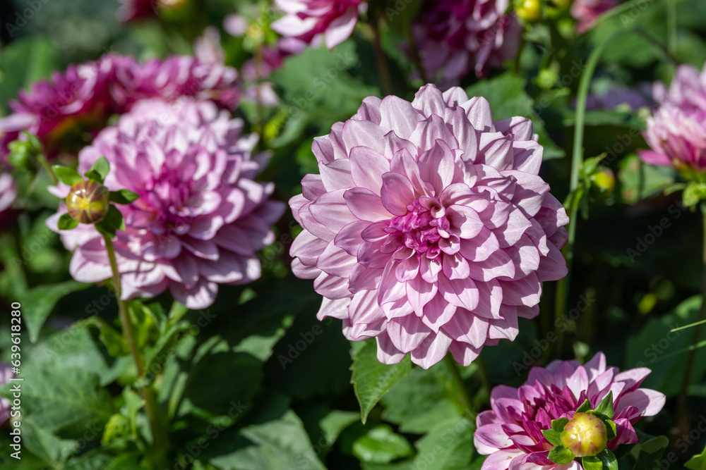 The dahlia (name, creme de cassis ) in the dahlia garden Baden Baden near the lichtentaler alley. Baden Baden, Baden Wuerttemberg, Germany The dahlia (name, creme de cassis ) in the dahlia garden Baden Baden near the lichtentaler alley. Baden Baden, Baden Wuerttemberg, Germany