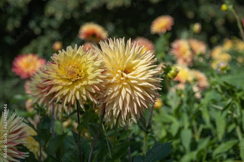 The dahlia (name, hapet explosion) in the dahlia garden Baden Baden near the lichtentaler alley. Baden Baden, Baden Wuerttemberg, Germany The dahlia (name, hapet explosion) in the dahlia garden Baden Baden near the lichtentaler alley. Baden Baden, Baden Wuerttemberg, Germany