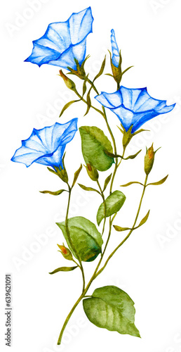 blue flowers isolated on white