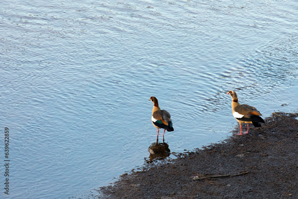 A view of two Egyptian goose birds