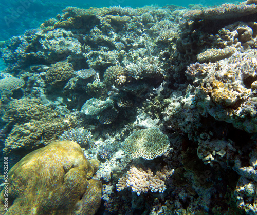 A view of coral reef