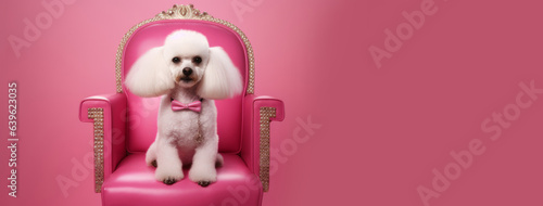 A white poodle with a beautiful haircut sits in a pink chair on a pink background at the groomer's reception. Banner. AI generated. photo