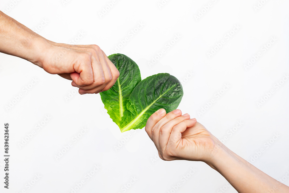 Female hands holding two leaves of Romaine lettuce in the shape of a heart isolated on a white background. Healthy nutrition. Organic greens. Veganism, animal rights protection. Plant based diet