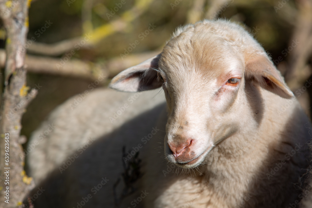 Fototapeta premium Schaf auf Mallorca