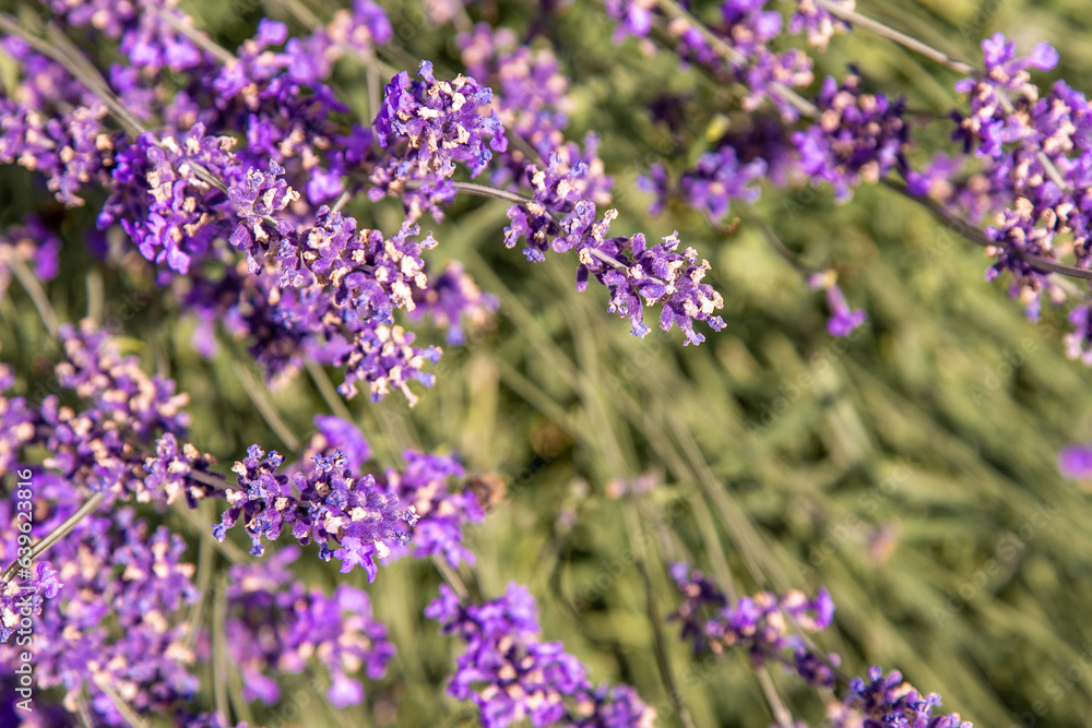 Naklejka premium Purple lavender flowers bush. Flower in the field. Nature background. Grow a fragrant plant in the garden. Summer flower honey plant closeup.