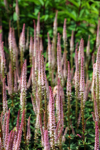 Closeup of a bed of Culver's Root plants, Derbyshire England
 photo