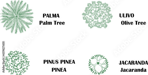 Sketch vector illustration of plant and tree type name design with size scale
