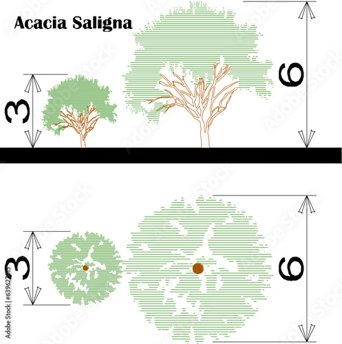 Vector sketch of plant and tree design illustration with size scale